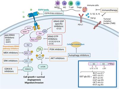 Frontiers | Targeting KRAS In Lung Cancer Beyond KRAS G12C Inhibitors ...